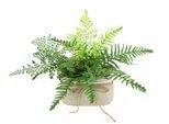 Kunstpflanze I.GE.A. "Farnbusch in Pflanzschale", grün, B:36cm H:23cm L:30cm, Kunststoff, Kunstpflanzen, Kunstpflanze, Vogel Deko Pflanze Grünpflanze Kunstblume Waldpflanze Zimmerpflanze