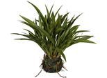 Kunstgras CREATIV GREEN "Grasbusch Miscanthus im Moosballen", grün, H:35cm, Obermaterial: 100% Polyethylen, Kunstpflanzen