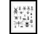 queence Bild »Käfer« Insekten Kunst Schwarz-Weiss Tiere HD Premium Poster-Druck inkl. Holzrahmen