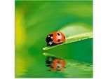 Glasbild ARTLAND "Marienkäfer auf einem Blatt", grün (farbe bild(er): grün), B:30cm H:30cm, Bilder, in verschiedenen Größen