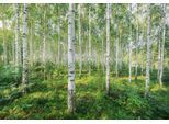 Fototapete KOMAR "Sunny Day - Größe 368 x 254 cm", bunt, B:368m L:254m, Papier, Tapeten, Wohnzimmer, Schlafzimmer