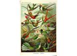 Poster REINDERS "Kolibris Lithografie", bunt (farbe bild(er): mehrfarbig), B:61cm H:91,5cm, Papier, Bilder, Poster
