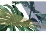 Acrylglasbild QUEENCE "Blätter", grün (farbe bild(er): grün), B:90cm H:60cm T:2,4cm, Bilder, Acrylglasbild, Fine Art-Print in Galeriequalität