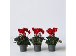 Plant in a Box - Alpenveilchen - 6 Stk - Cyclamen persicum Winfall Scarlet - Höhe 10-20cm - Topf 9cm