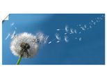 Artland Wandbild »Pusteblume« 1 Stk. tlg. als Alubild, Outdoorbild, Leinwandbild, Poster in verschied. Grössen