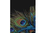 Wohndecke KINZLER "Mikrofaser Fotodruck "Pfau", bunt, B:150cm L:200cm, Polyester, Wohndecken, Wohndecke, Kuscheldecke, bedruckt, 150x200 cm