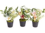 Künstliche Zimmerpflanze BOTANIC-HAUS "Christrosen-Arrangement im schwarzen Kunststofftopf", orange, B:13cm H:18cm T:13cm Ø:13cm, Kunststoff, Kunstpflanzen, Künstliche Zimmerpflanze
