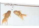 Akustikbild, Querformat, B 800 x H 1600 mm, Schallabsorptionsklasse A, 2-lagig, Polyestervlies & Aluminium, Motiv Goldfische
