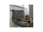 Dogman Radiator bed Shaggy