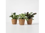 Plant in a Box - Set aus 3 Zimmerpflanzen inkl. Körbe - Höhe 25-40cm - Topf 12cm
