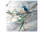 Wandbild ARTLAND "Eisvogel I", weiss (farbe bild(er): weiß), B:30cm H:30cm T:0,1cm, Papier, Bilder, Wandbild, als Leinwandbild, Poster in verschied. Grössen