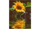 Alu-Dibond-Druck ARTLAND "Sonnenblume", gelb (farbe bild(er): gelb), B:60cm H:80cm, Bilder, Alu-Dibond-Druck, für Innen- und Aussenbereich geeignet, Outdoorbild