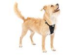 Kurgo Tru-Fit Autosicherheitsgeschirr für Hunde, Größe XS, Schwarz