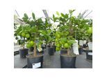 echte Caipi Limette Caipirinha Limettenbaum Citrus Lime 70 - 90 cm Zitruspflanze
