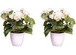 Kunstblume CREATIV GREEN "Begonienbusch", beige (creme), H:24cm, Obermaterial: 85% Polyester, 15% Polyethylen, Kunstpflanzen