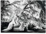 Poster REINDERS "Tiger", schwarz (farbe bild(er): schwarz), B:140cm H:100cm T:0,1cm, Papier, Bilder, Poster