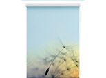 Seitenzugrollo LICHTBLICK ORIGINAL "Rollo Klemmfix, ohne Bohren, Verdunkelung, Pusteblume - Blau", blau (blau, weiß), B:150cm H:120cm, Polyester, Rollos, Seitenzugrollo
