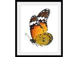 Bild QUEENCE "Mario", orange (farbe rahmen: schwarz, farbe bild(er): orange), B:40cm H:50cm, Acrylglas, Holz, Papier, Bilder, Bild, HD Premium Poster-Druck inkl. Holzrahmen