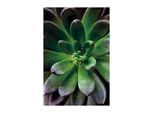 Bild KOMAR "Succulent Single", bunt (farbe bild(er): bunt), B:30cm H:40cm, Holz, Papier, Bilder, Bild, Wandbild zur Dekoration - ohne Rahmen
