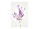 Bild KOMAR "Autumn Crocus", bunt (farbe bild(er): bunt), B:40cm H:50cm, Holz, Papier, Bilder, Bild, Wandbild zur Dekoration - ohne Rahmen