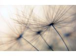Wandsticker QUEENCE "Dandelion", beige, B:150cm H:90cm T:0,1cm, Folie, Wandtattoos, Wandsticker, Selbstklebend, kinderleichte Anbringung, Pusteblume, Sticker, beige