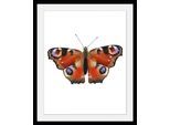 Bild QUEENCE "Lena", orange (farbe rahmen: schwarz, farbe bild(er): orange), B:40cm H:50cm, Acrylglas, Holz, Papier, Bilder, Bild, HD Premium Poster-Druck inkl. Holzrahmen