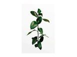 Bild KOMAR "Ficus Branch", grün (farbe bild(er): grün), B:30cm H:40cm, Holz, Papier, Bilder, Bild, Wandbild zur Dekoration - ohne Rahmen