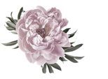 Wandtattoo QUEENCE "Amelie", rosa, B:70cm H:70cm, Folie, Wandtattoos, Wandtattoo, Wandbild, Sticker, rosa, Blume, Blüte, selbstklebend