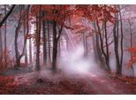 Leinwandbild BÖNNINGHOFF "Wandbild NEBEL IM ROTEN WALD 78x118 cm – Leinwandbild Keilrahmen Deko", rot (farbe bild(er): grau, weiß, rot), B:118cm H:78cm T:2cm, Canvas, MDF, Bilder, Leinwandbild, auf Keilrahmen gespannt