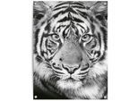 Poster REINDERS "Tigerblick", schwarz (farbe bild(er): schwarz, weiß), B:60cm H:80cm T:0,1cm, Leinwand, Bilder, Poster
