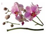 Wandtattoo KOMAR "Orchidee - Größe 100 x 70 cm", lila, B:100cm H:100cm, Folie, Wandtattoos, Wandtattoo, selbstklebend, Wandsticker