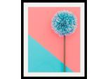 Bild QUEENCE "Pusteblume", bunt (farbe rahmen: schwarz, farbe bild(er): bunt), B:50cm H:70cm T:3cm, Acrylglas, Holz, Papier, Bilder, Bild, HD Premium Poster-Druck inkl. Holzrahmen