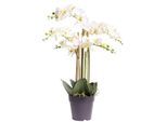 Kunstorchidee BOTANIC-HAUS "Orchidee Bora", beige (creme, weiß), B:50cm H:60cm T:50cm Ø:50cm, Kunststoff, Kunstpflanzen, Kunstorchidee