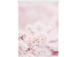 Seitenzugrollo LICHTBLICK ORIGINAL "Rollo Klemmfix, ohne Bohren, Verdunkelung, Kirschblüten - Rosa Weiß", rosa (rosa, weiß, weiß), B:150cm H:80cm, Polyester, Rollos, Seitenzugrollo