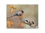 Poster REINDERS "Gimpel", orange (farbe bild(er): orange), B:80cm H:60cm T:0,1cm, Leinwand, Bilder, Poster, Outdoor für Garten oder Balkon