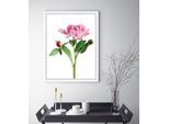 Bild QUEENCE "Gundula", rosa (farbe rahmen: weiß, farbe bild(er): rosa), B:50cm H:60cm, Acrylglas, Holz, Papier, Bilder, Bild, gerahmt, Rosen