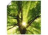Wandbild ARTLAND "Sonne strahlt explosiv durch den Baum", grün (farbe bild(er): grün), B:50cm H:50cm, Bilder, als Leinwandbild, Poster in verschied. Größen
