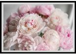 Bild QUEENCE "Amalia", rosa (farbe rahmen: schwarz, farbe bild(er): rosa), B:60cm H:50cm, Acrylglas, Holz, Papier, Bilder, Bild, gerahmt, Rosen