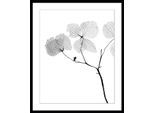 Bild QUEENCE "Kaja", grau (farbe rahmen: schwarz, farbe bild(er): grau), B:50cm H:60cm, Acrylglas, Holz, Papier, Bilder, Bild, Blumen, gerahmt