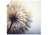 Wandbild ARTLAND "Große Pusteblume", blau (farbe bild(er): blau), B:30cm H:30cm, Bilder, als Leinwandbild, Poster in verschied. Größen