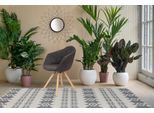 Polsterstuhl KAYOOM "Stuhl Chadwick 110 2er-Set, stilvolles Design, in Naturfarben gehalten", braun (schwarz, braun), B:59cm H:82cm T:55cm, Sitz: Stoff 100% Polyester / Gestell: Stahl / Beine: Buchenholz, Stühle, Polsterstuhl, bequem, Holzbeine, weich gepolstert, stilvolles Design