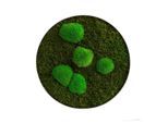 Möbelix , Grün , Naturmaterialien , 6 cm , einfache und schnelle Anbringung, pflegefrei – nicht gießen oder besprühen, keine Beleuchtung notwendig , Dekoration, Bilder & Rahmen, Bilder, Moosbilder