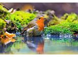Fototapete PAPERMOON "Vogel im Wasser", bunt, B:4,5m L:2,8m, Vlies, Tapeten