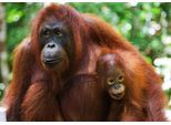 Fototapete PAPERMOON "Orang-Utan mit Baby", bunt, B:5m L:2,8m, Vlies, Tapeten