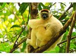 Fototapete PAPERMOON "MAKI LEMOR MIT BABY-MADAGASKAR AFFE TIERE BAUM", bunt, B:4,5m L:2,8m, Vlies, Tapeten