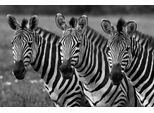 Fototapete PAPERMOON "Zebras Schwarz & Weiß", bunt, B:4m L:2,6m, Vlies, Tapeten