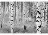 Vliestapete KOMAR "Vlies - Woods - Größe 368 x 248 cm", bunt (bunt, weiß), B:368m L:248m, Vlies, Tapeten, Wohnzimmer, Schlafzimmer