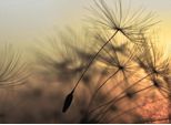 Fototapete LIVING WALLS "Designwalls Flying Dandelion 2", bunt, B:3,5m L:2,55m, Vlies, Tapeten, Vlies, Wand, Schräge, Decke