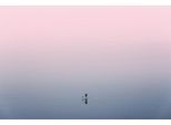 Fototapete PAPERMOON "Ente im Wasser", bunt, B:4m L:2,6m, Vlies, Tapeten