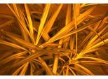 Fototapete ARCHITECTS PAPER "Jungle Plant", bunt (braun, gelb, orange), B:4m L:2,7m, Vlies, Tapeten, Vlies, Wand, Schräge